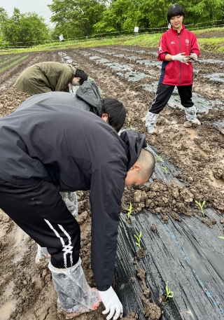 國本農場でトウモロコシの苗植えに挑戦！！